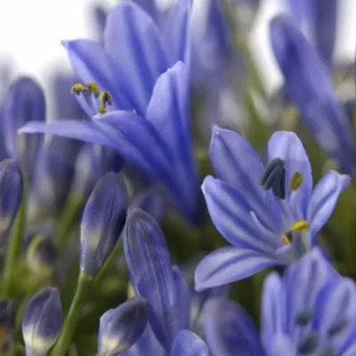 Agapanthus intermedius