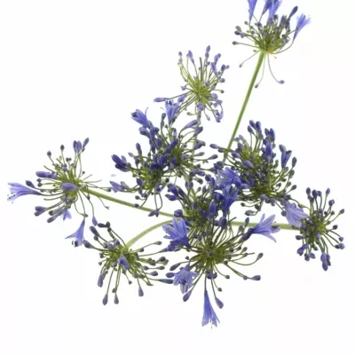 Agapanthus intermedius
