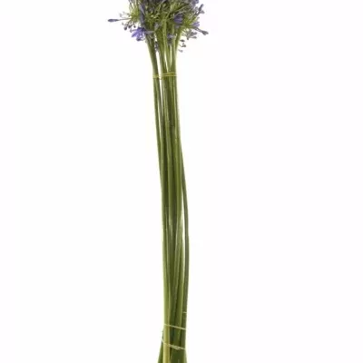 Agapanthus intermedius 70cm