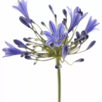 Agapanthus intermedius 70cm
