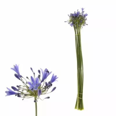 Agapanthus intermedius 70cm