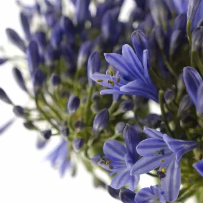 Agapanthus intermedius