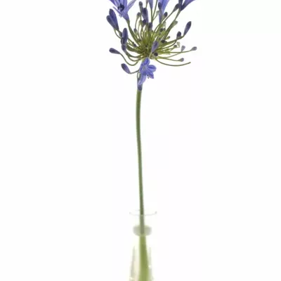 Agapanthus intermedius