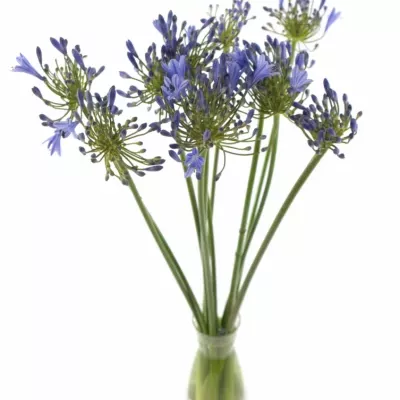 Agapanthus intermedius