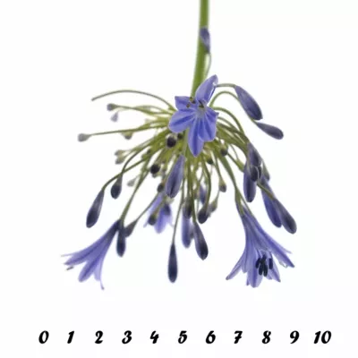 Agapanthus intermedius