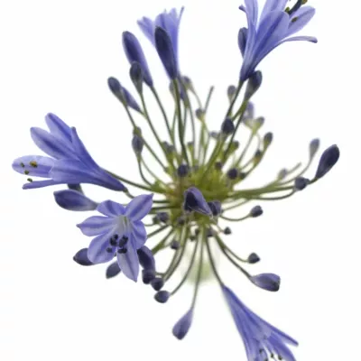 Agapanthus intermedius