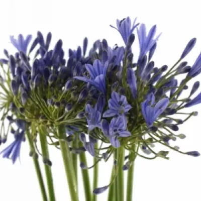 Agapanthus intermedius