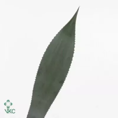 AGAVE AMERICANA BLAD 30cm