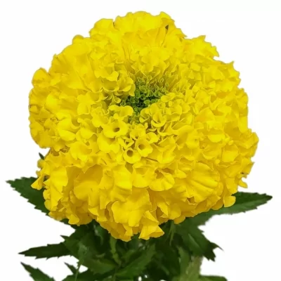 Aksamitník ERECTA PROMISE YELLOW 60cm