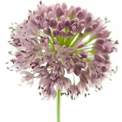 Allium BREMSI 70cm