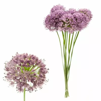 Allium BRENSI 70cm
