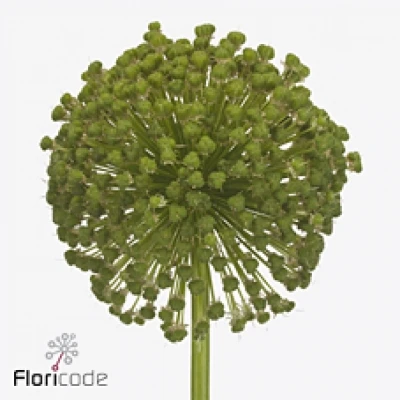 ALLIUM GROOTBLOEMIG 110cm