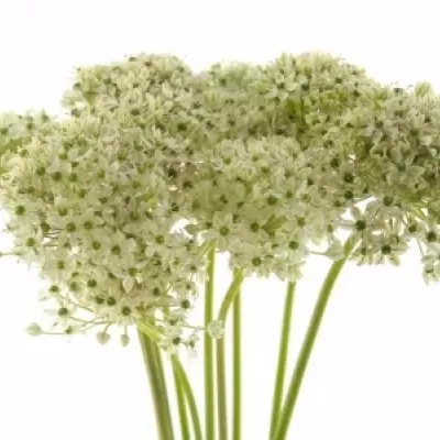 ALLIUM NIGRUM