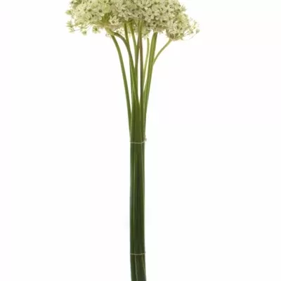 ALLIUM NIGRUM