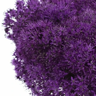 ALLIUM PURPLE SENSATION