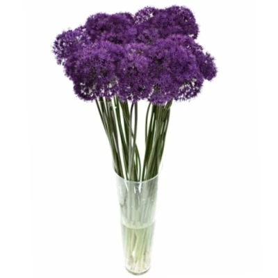 ALLIUM PURPLE SENSATION