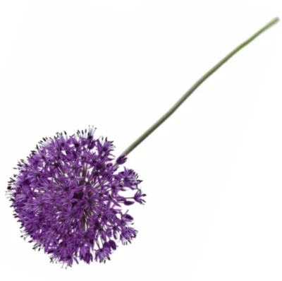 ALLIUM PURPLE SENSATION