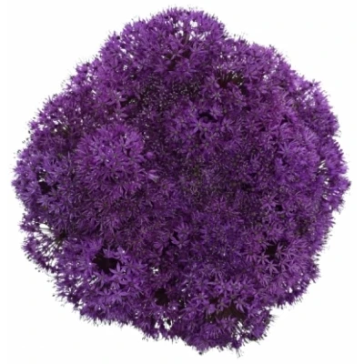 ALLIUM PURPLE SENSATION