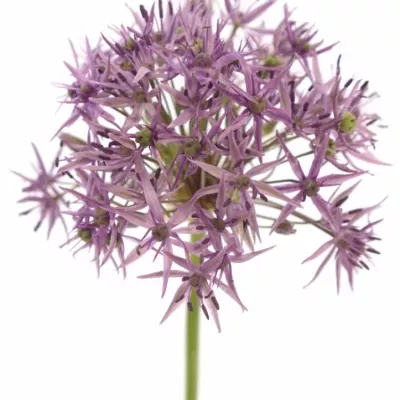 Allium VIOLET BEAUTY 60cm