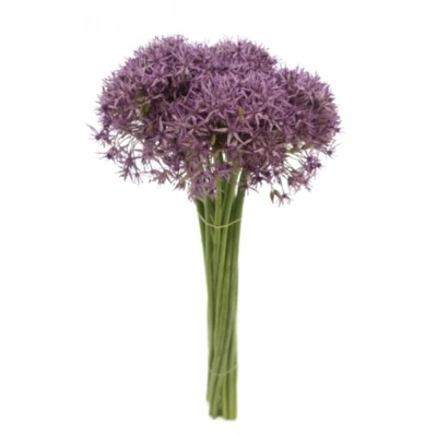 Allium VIOLET BEAUTY