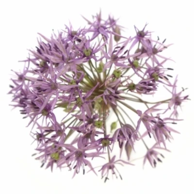 Allium VIOLET BEAUTY