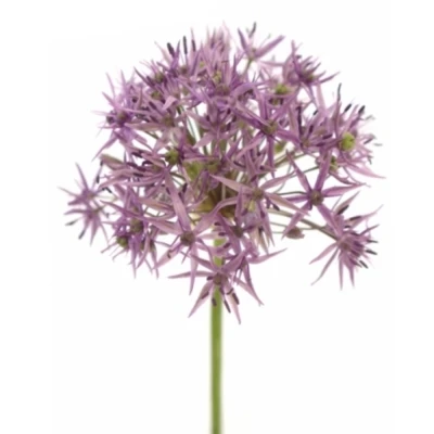 Allium VIOLET BEAUTY