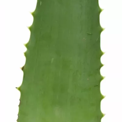Aloe VERA 40cm