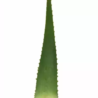 Aloe VERA 40cm