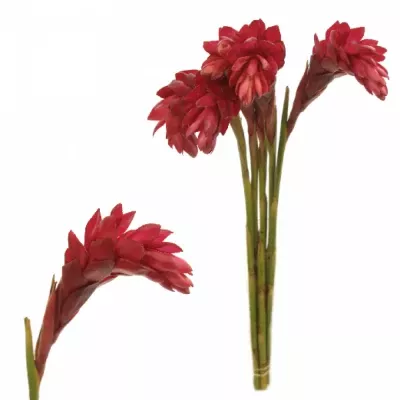 Galgán nachový RED 90cm