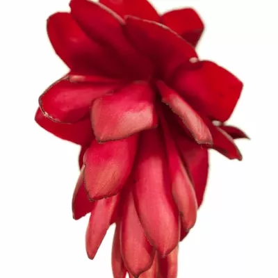 ALPINIA RED