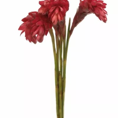 ALPINIA RED