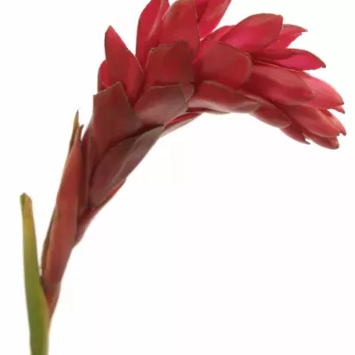 ALPINIA RED