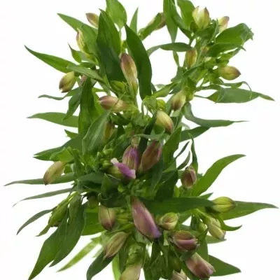 Boubelka MONTE AZZURRO 75g