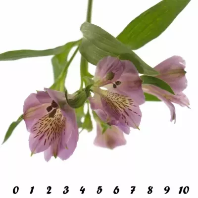 Boubelka MONTE AZZURRO 75g