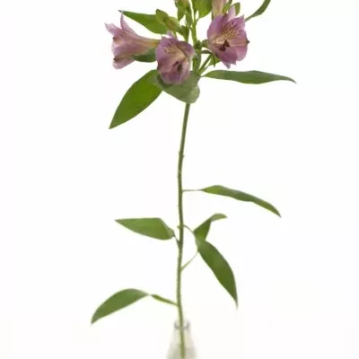 Boubelka MONTE AZZURRO 75g