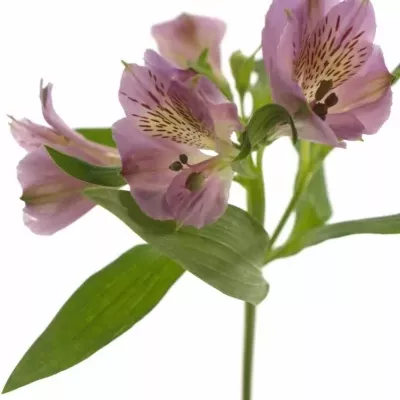 Boubelka MONTE AZZURRO 75g