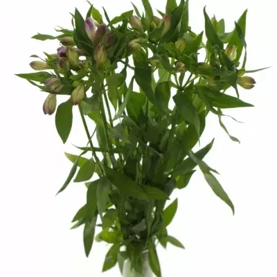 Boubelka MONTE AZZURRO 75g