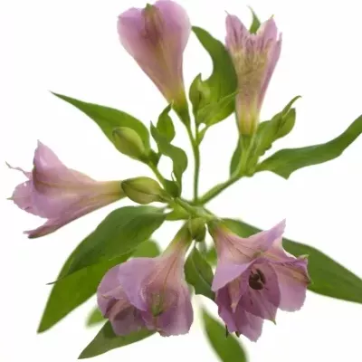 Boubelka MONTE AZZURRO 75g