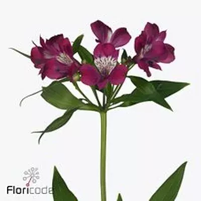 Alstroemeria AILEEN