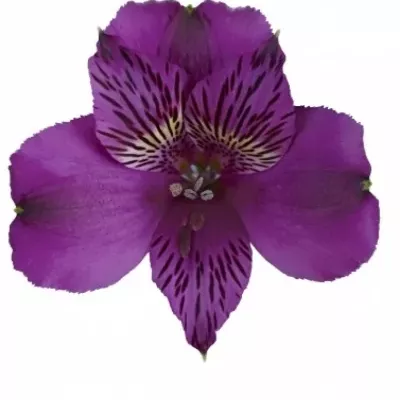 Alstromérie AMATISTA 80g