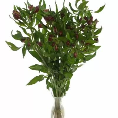 ALSTROEMERIA CAPE TOWN