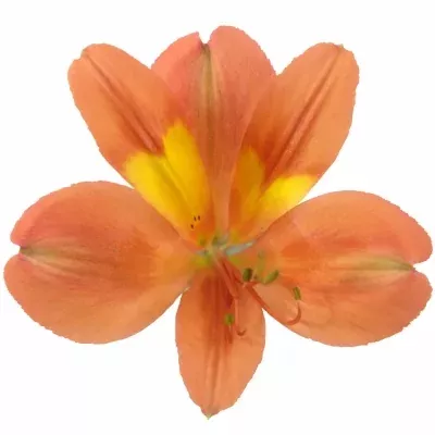 Alstromérie DANCING QUEEN 70g