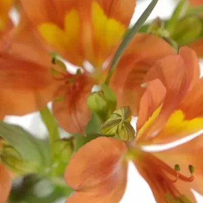 ALSTROEMERIA DANCING QUEEN