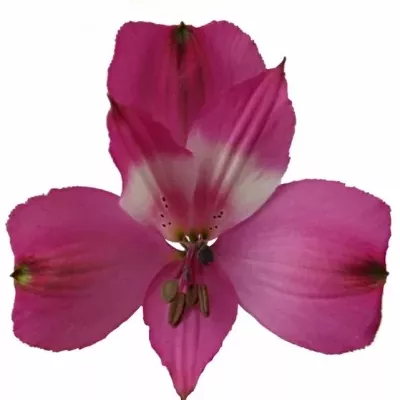 Alstromérie FLORIANO 75g