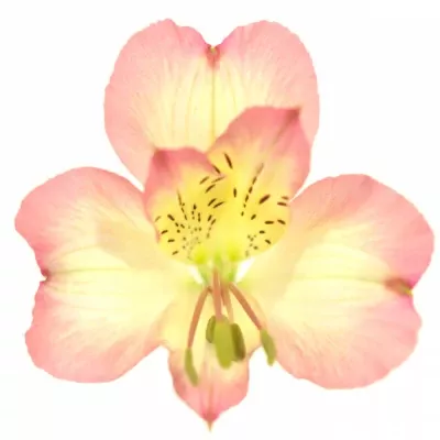 Alstromérie KUROSAWA 80g