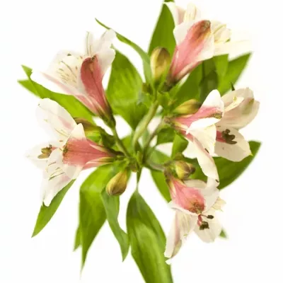 ALSTROEMERIA MAGIC