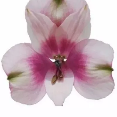 Alstromérie MARSHMALLOW 50g