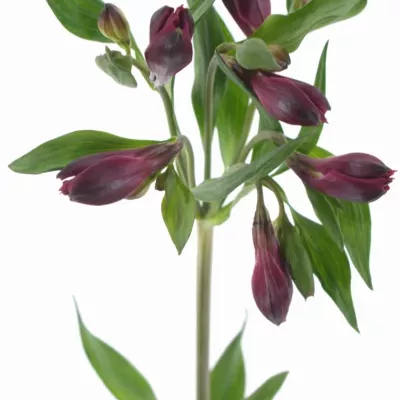 Boubelka MONTE CERVINO 60g