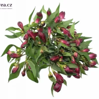 Boubelka MONTE CERVINO 60g