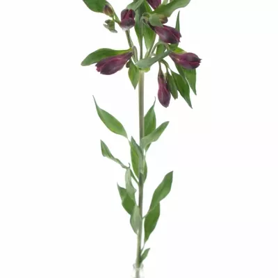 Boubelka MONTE CERVINO 60g